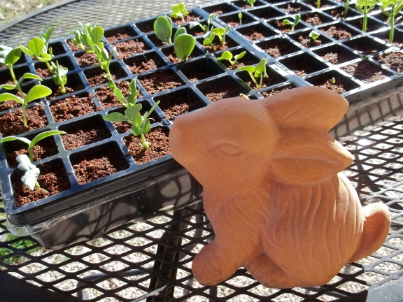 Garden Rabbit and Peas, March 2013